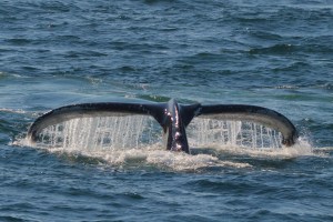 A beautiful look at this whale's fluke, unfortunately the wrong direction for identification