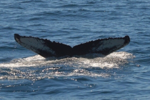 Scylla was the first whale in a number of weeks to visit the northwest corner