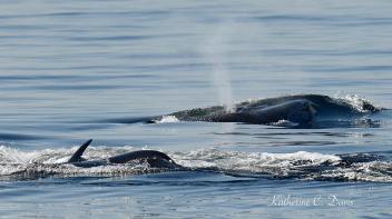 Two whales surfacing together. Tina Ciarametaro