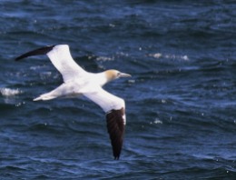 Northern gannet. Tina Ciarametaro