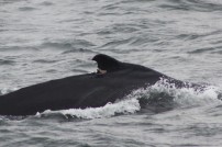 Draco's dorsal fin with injury. Cynde McInnis