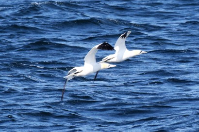 Two Northern gannets. Nancy Heins